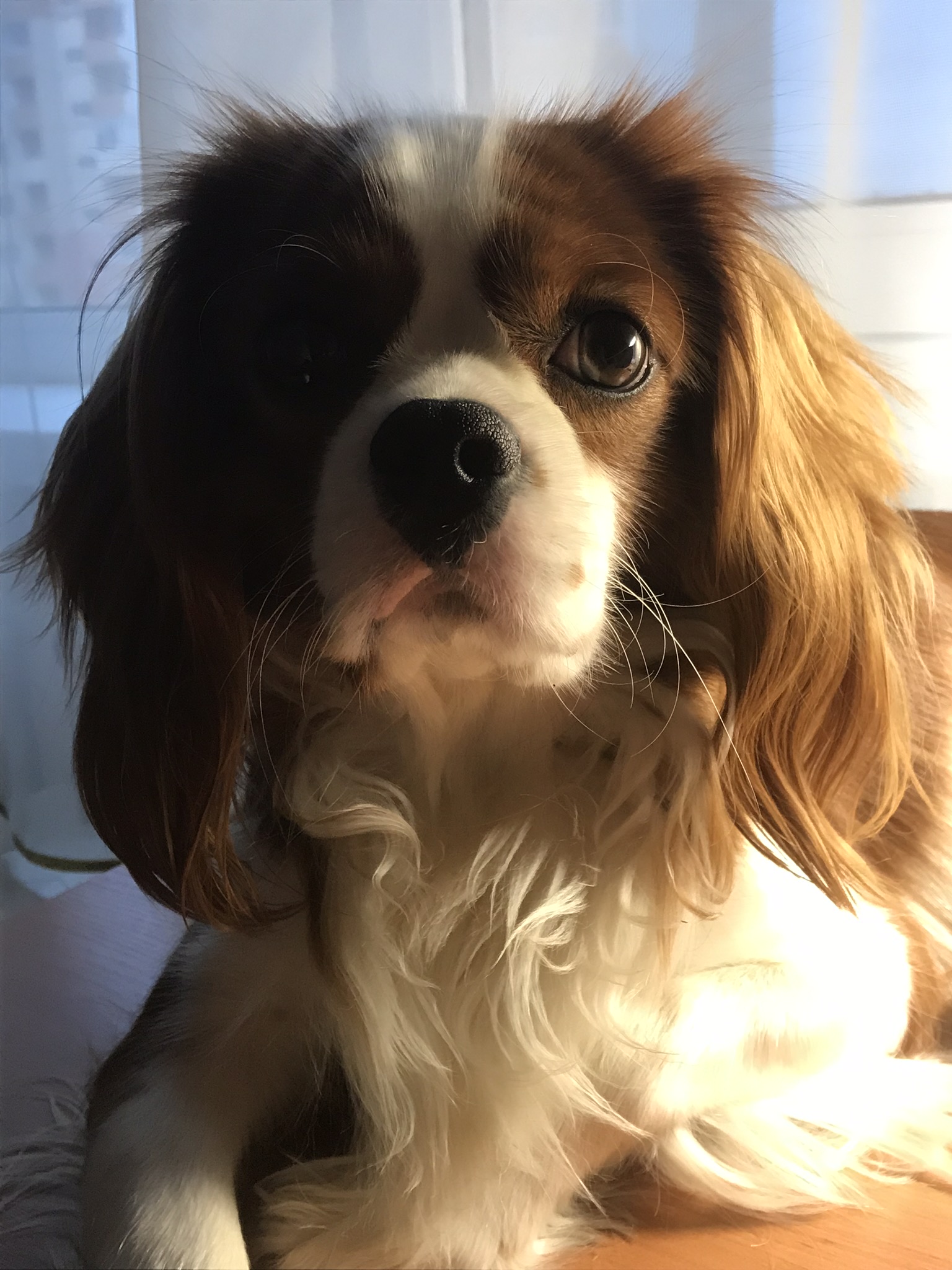 Cavalier King Charles Spaniel portret photo