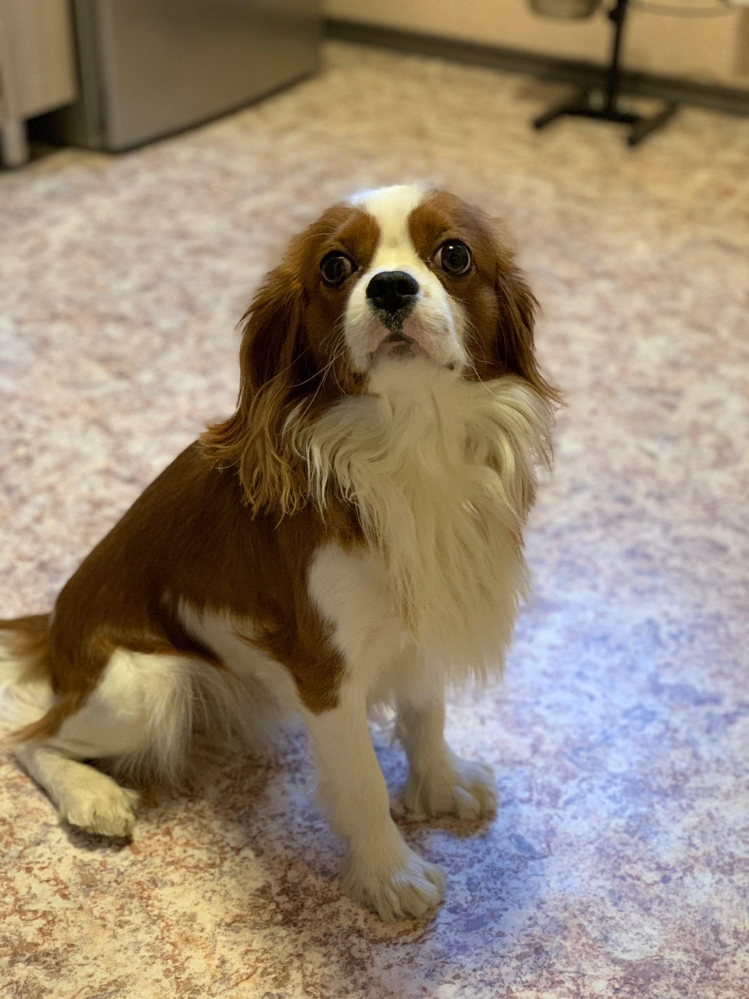 sitting Cavalier King Charles Spaniel