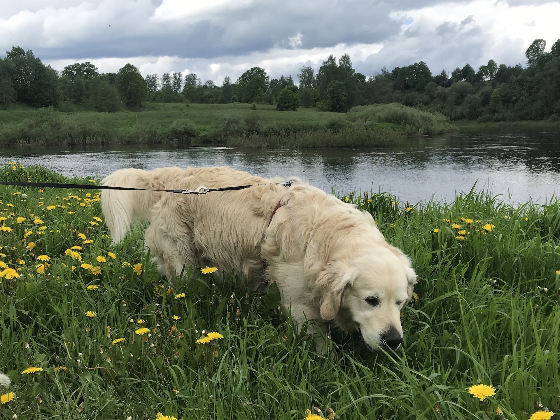 Golden retriever on the grass