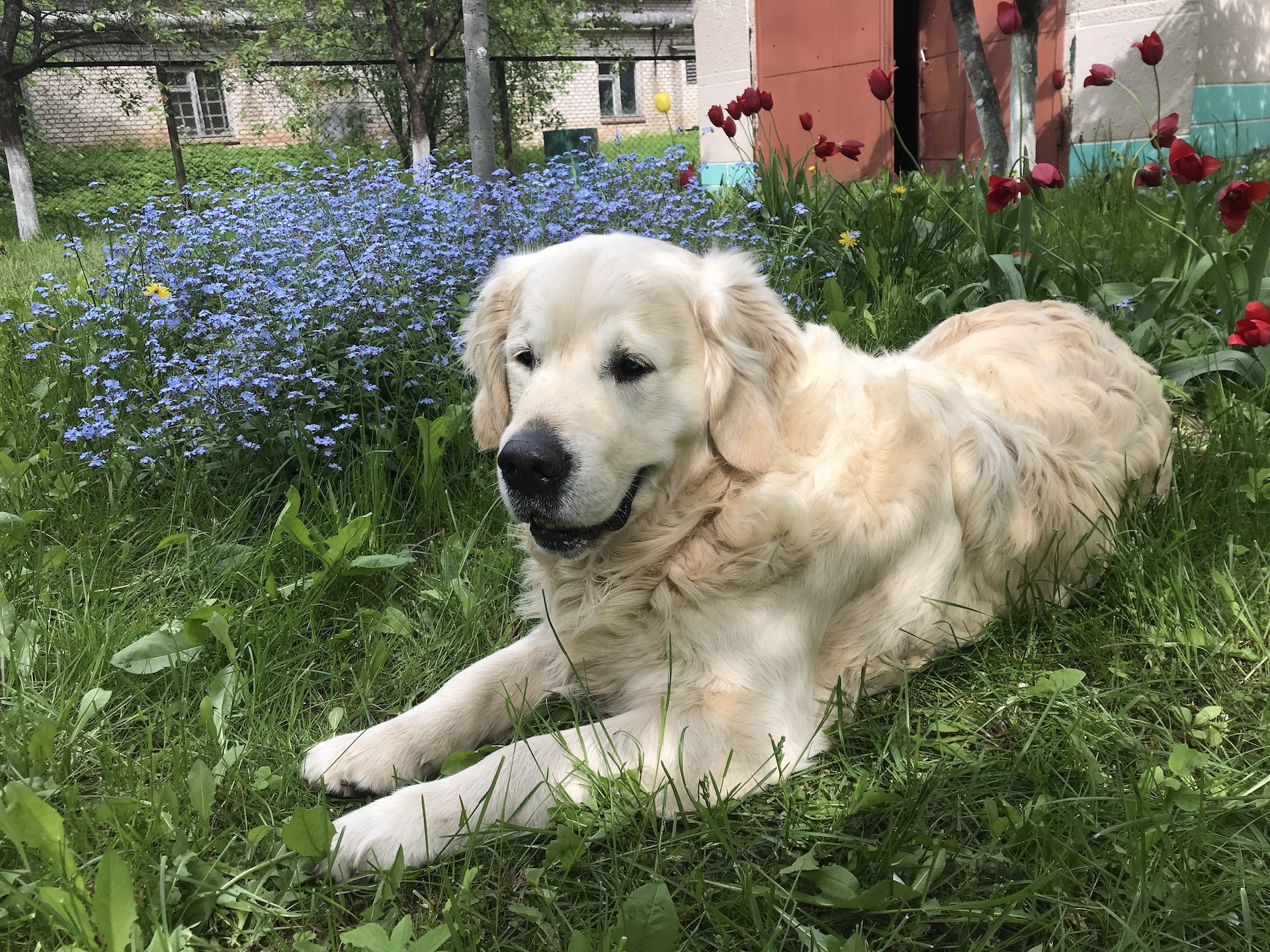 Golden retriever lies on the grass
