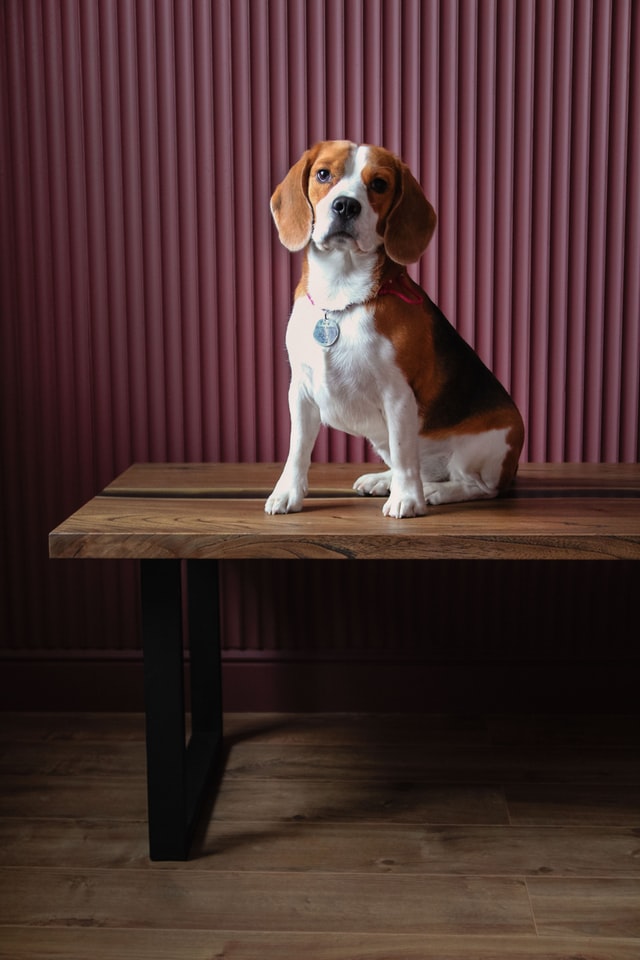 Beagle sitting on the table
