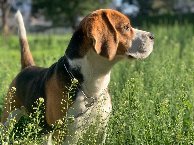 Beagle on the grass
