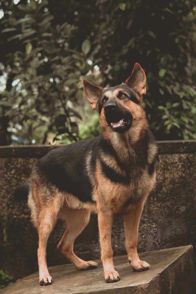 German Shepherd dog staying on the stone