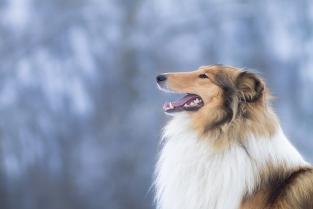 Collie's anfas