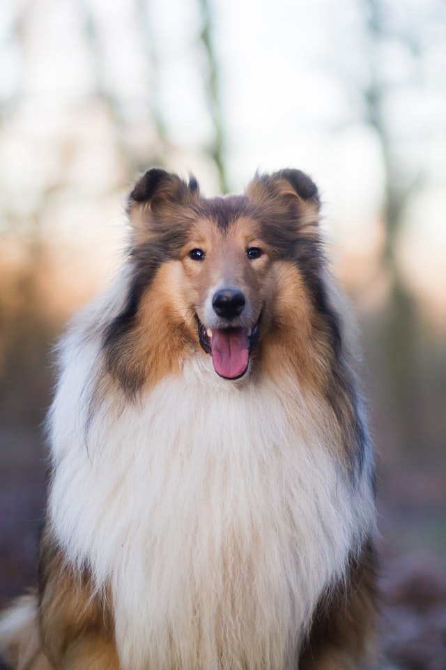 Collie's portret