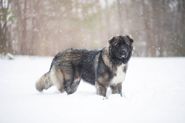 Caucasian Shepherd Dog on the snow