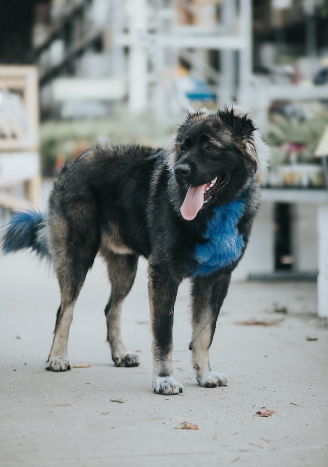 Caucasian Shepherd dog staying in the street
