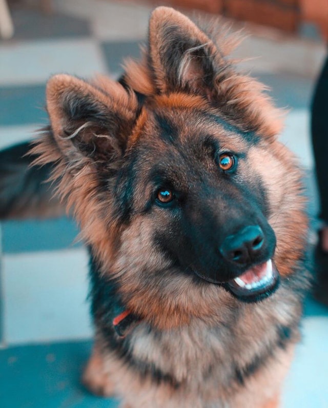 German Shepherd's portret